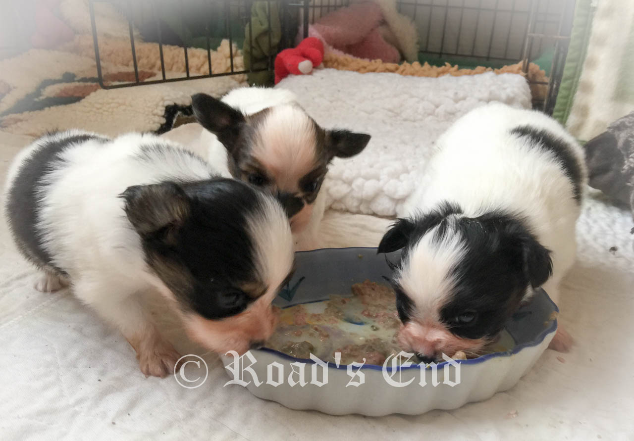 Road s End Papillons 4 Weeks Old Papillon Puppies